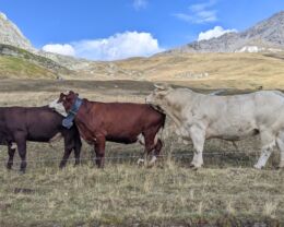 Trois vaches